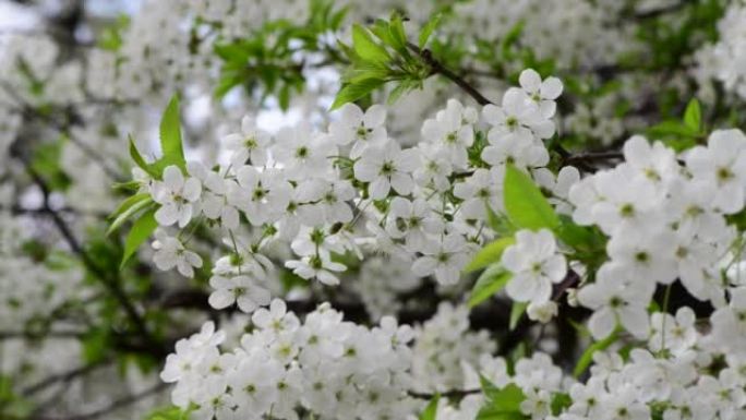 漂亮的白樱桃春花枝微距摄影自然觉醒