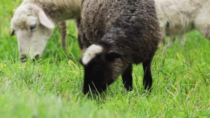 家养的褐羊在牧场上吃草。在农场饲养动物。一群羊群在田野里啃着绿草。农村的农村生活。