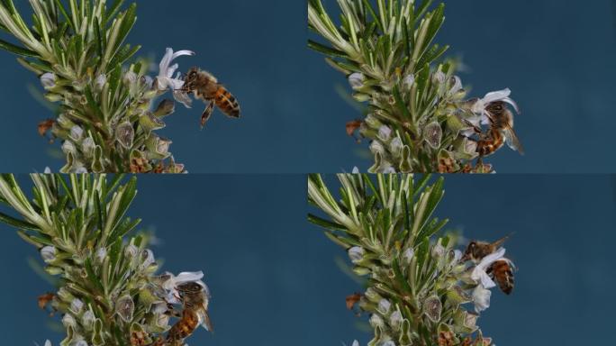 迷迭香花上的超慢动作宏观觅食中的蜜蜂