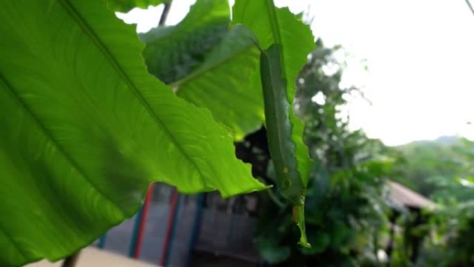 一只绿色的大毛虫吃一片绿叶。
