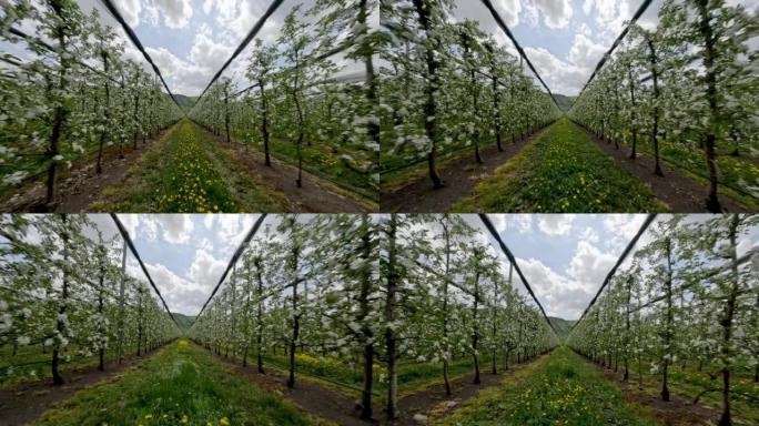 鸟瞰图在开花苹果树之间快速飞行行兔子农业当地种植园