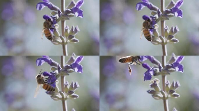 蜜蜂喝紫色花蜜的超慢动作