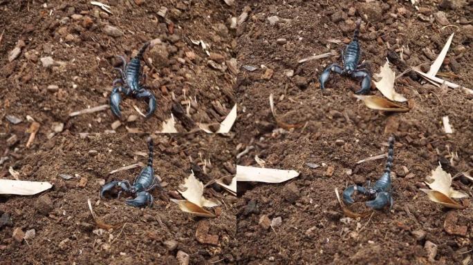 蝎子在雨季是有毒动物，黑蝎子在地上行走