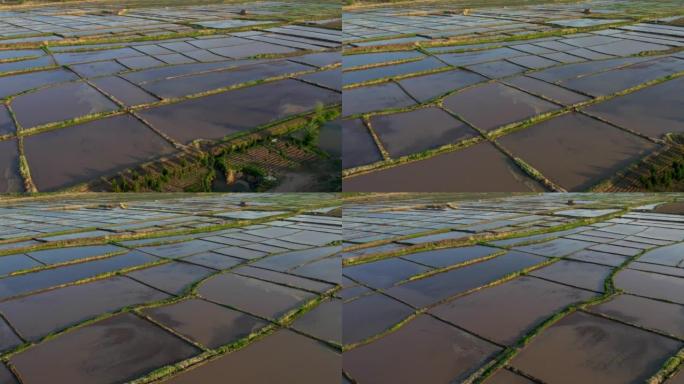 稻田的鸟瞰图自然风光航拍片头