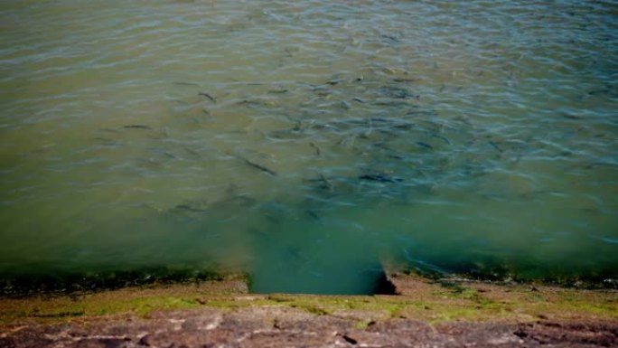 鱼群在河水面附近。鱼群在下水道旁边的河里游泳