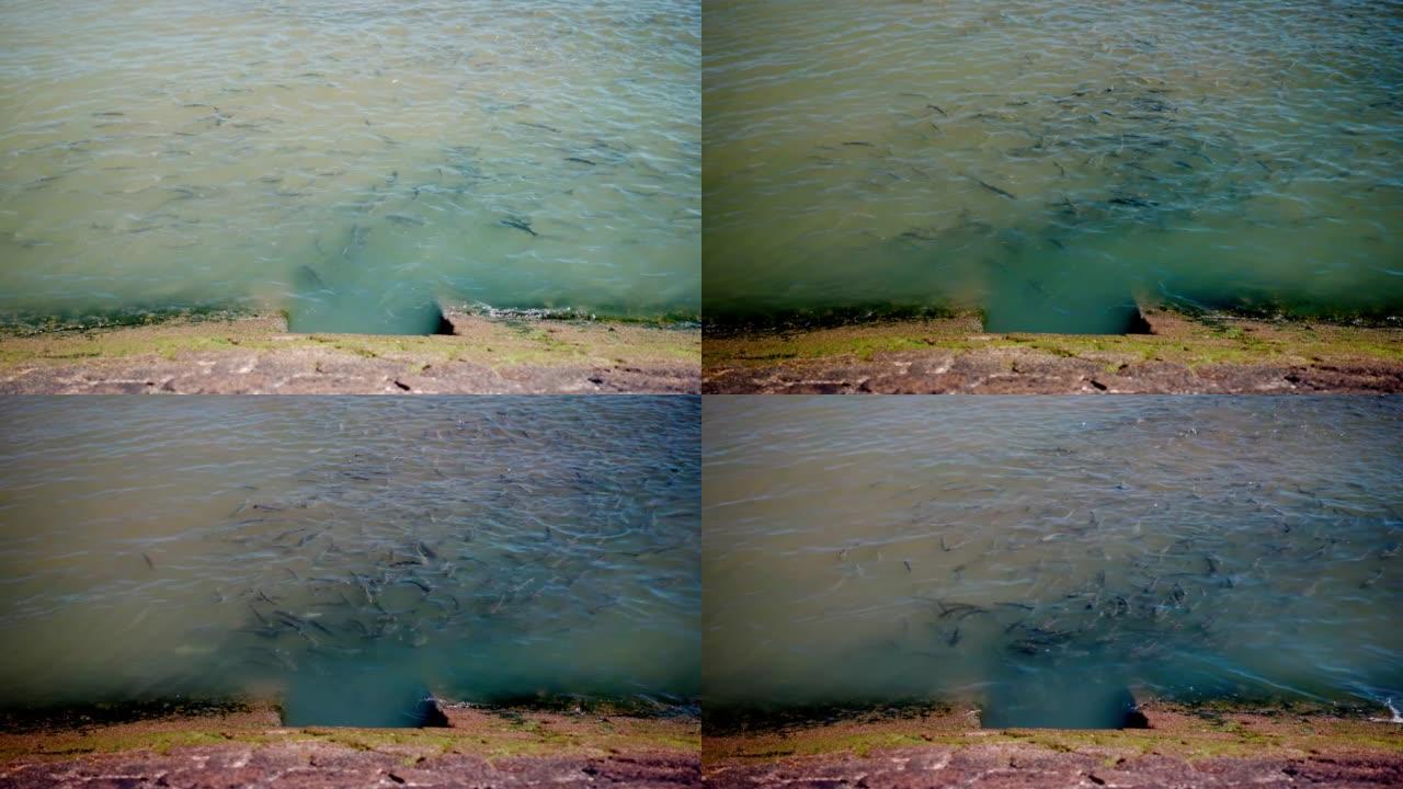 鱼群在河水面附近。鱼群在下水道旁边的河里游泳