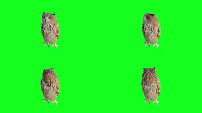 猫头鹰在绿色屏幕上看