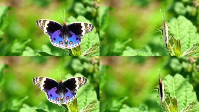 树上的蓝色三色堇蝴蝶