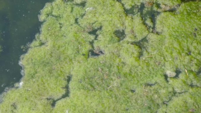 漂浮在水面上的藻类过度生长池塘浮渣，4k