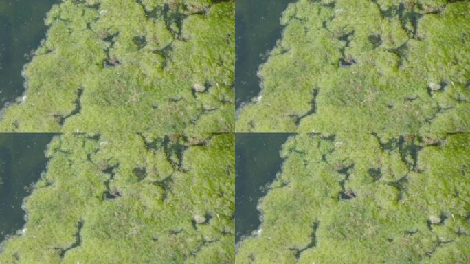 漂浮在水面上的藻类过度生长池塘浮渣，4k