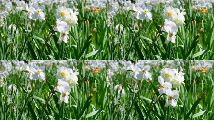 风中草的花田，自然光4k视频。