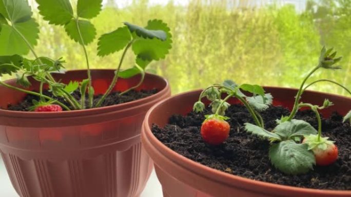 在窗台上种植草莓。房子窗户上生长的红莓特写。家庭园艺