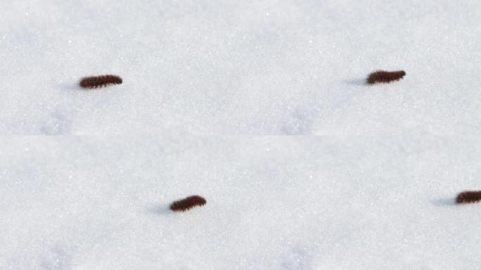 早春的红宝石虎蛾毛毛虫在雪地上缓慢移动