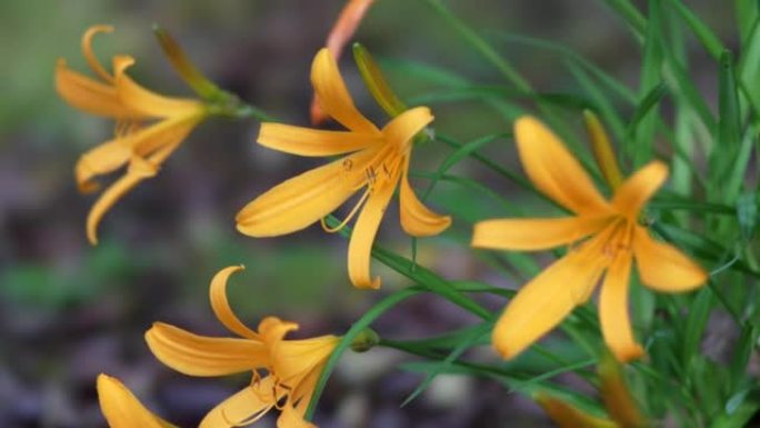 春天的黄花菜或Hemerocallis