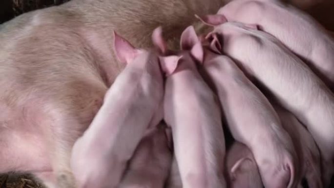 母猪用牛奶喂孩子。成年猪喂养小猪崽。近距离