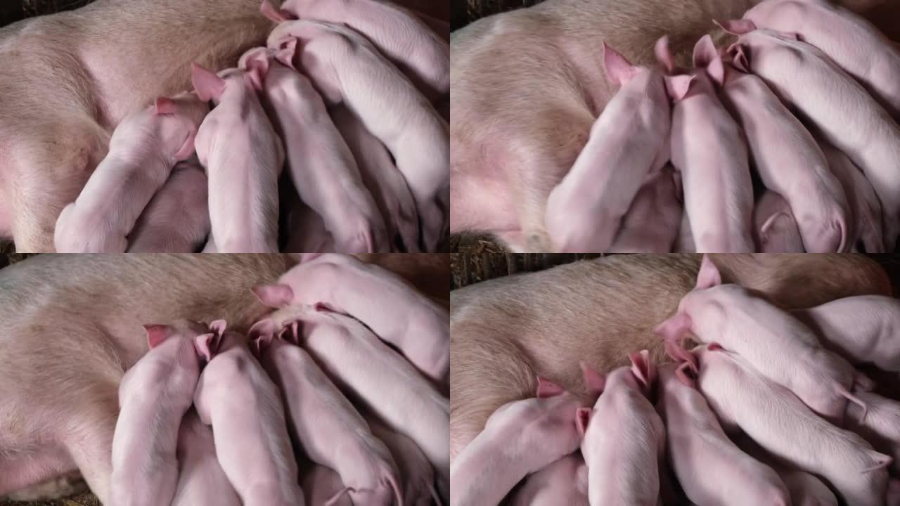 母猪用牛奶喂孩子。成年猪喂养小猪崽。近距离