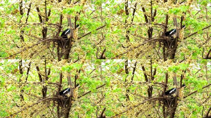 欧亚喜鹊正在枞树上筑巢