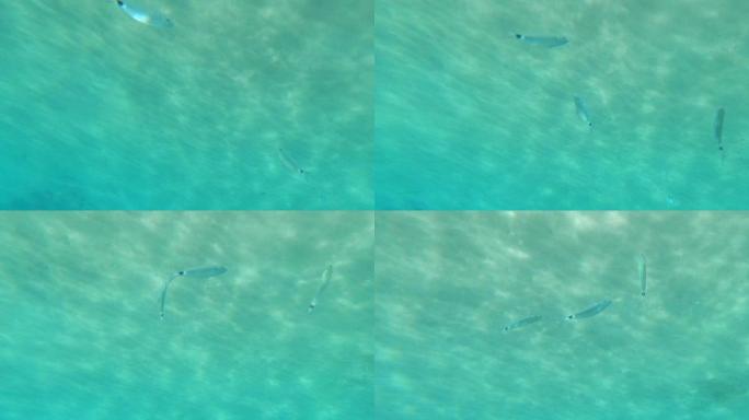 Oblada melanura，尾巴上有圆点的灰色鱼在清澈的绿松石水中游泳，阳光和眩光闪烁。海底世界