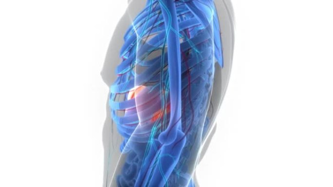 人体内消化器官肝脏解剖动画概念