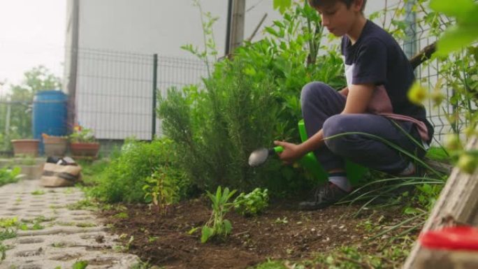 男孩在家庭花园种植和浇灌草药，手持拍摄