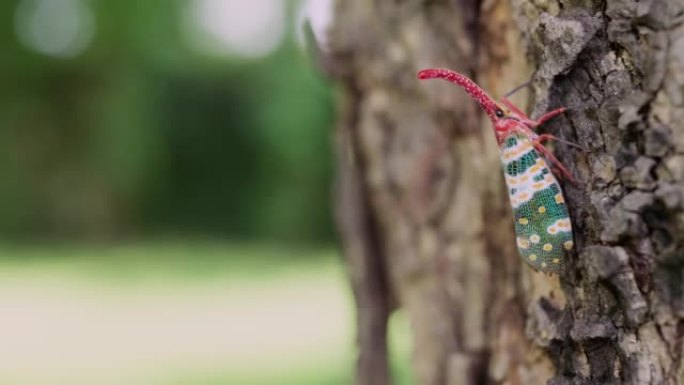 美丽的灯笼草，在公园的树上爬行的飞虱。
