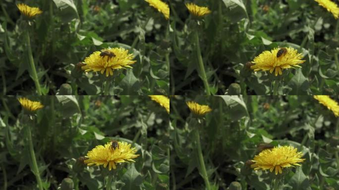 蜜蜂从一朵蒲公英花中收集花粉，然后飞到另一朵。特写，手持镜头