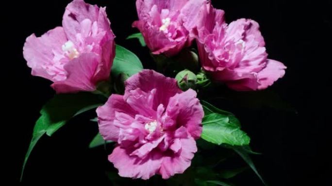 四个粉红色的叙利亚芙蓉syriacus花从芽到满花，然后在黑色背景上枯萎，4k视频，特写b滚动镜头的