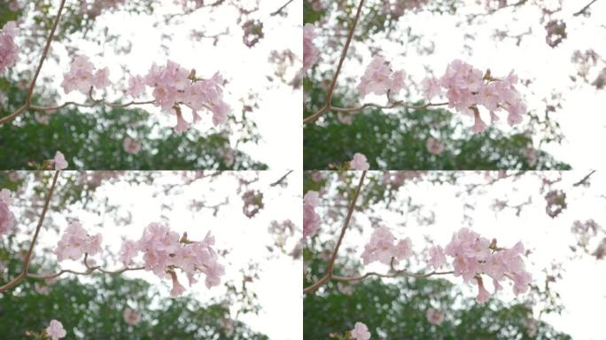 粉红色樱花在风中摇曳的特写镜头
