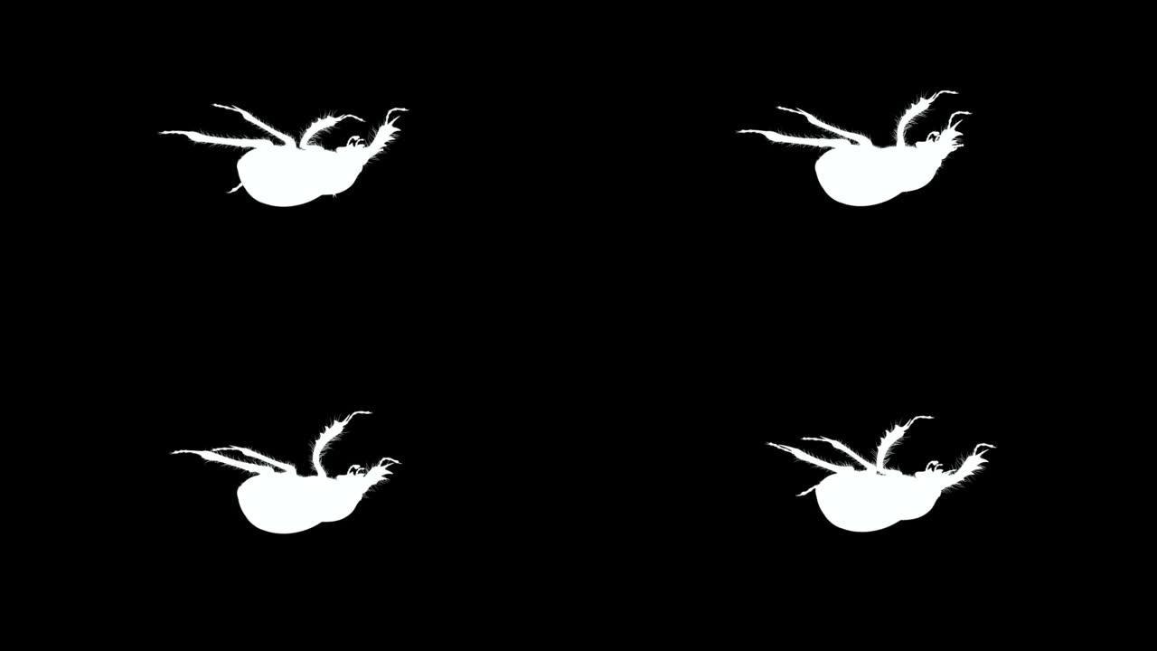 股票视频上的黑白粪甲虫循环动画