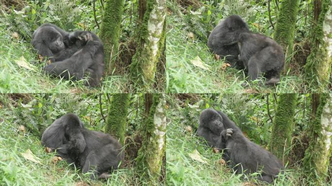 乌干达山地大猩猩布温迪森林