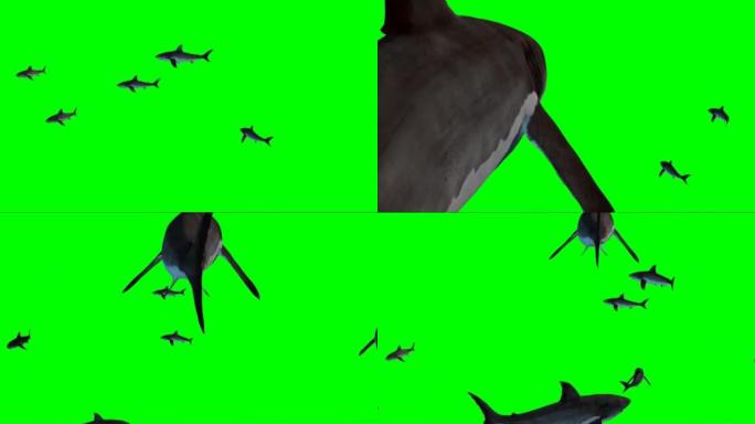 鲨鱼在绿色屏幕上游泳
