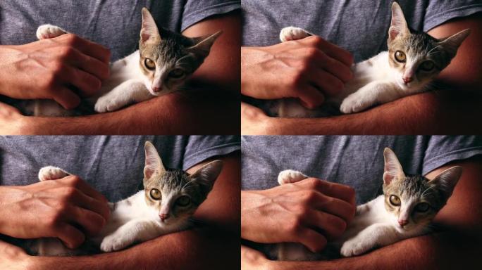 被救出的虎斑猫小猫被拥抱和腹部摩擦的特写