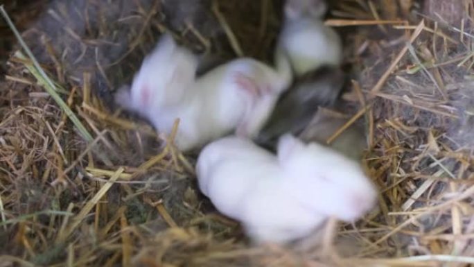 母亲附近巢中的新生兔子。一群新生的白兔。兔子农场。