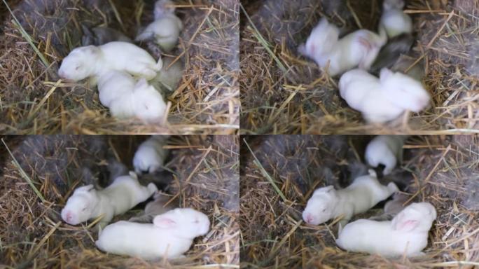 母亲附近巢中的新生兔子。一群新生的白兔。兔子农场。