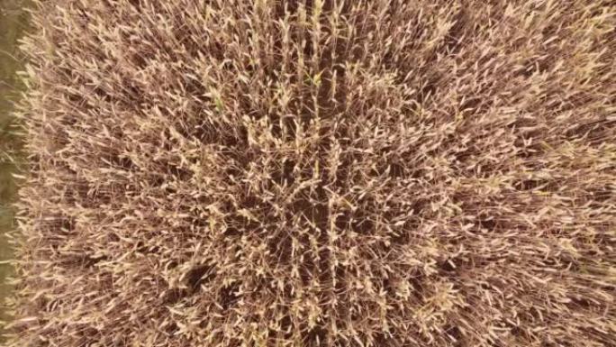 黄麦成熟穗田。丰收的农村草地。俯视图无人机视频