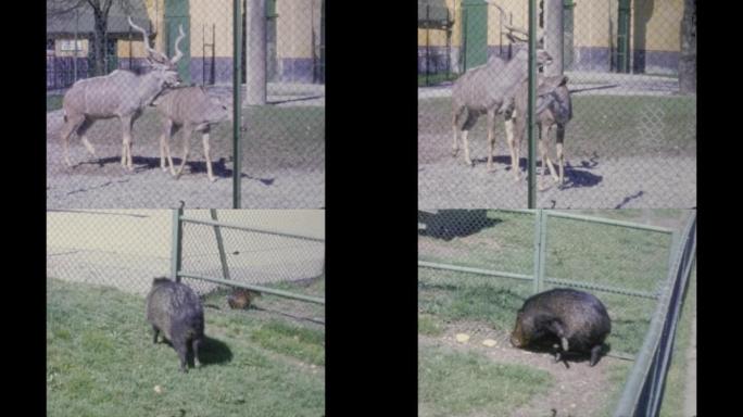 德国1966，动物在动物园