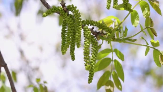 春花树核桃与年轻的绿叶慢动作视频