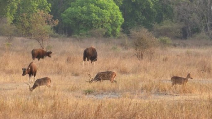 Gaur或印度野牛或bos gaurus在bandhavgarh国家公园森林中央邦印度亚洲景观中，带