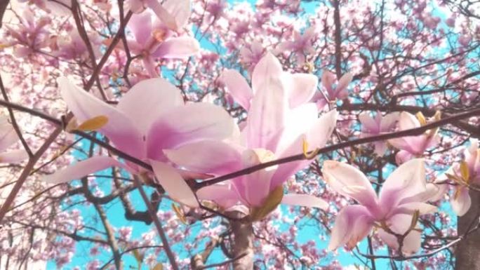 春天，公园里的杜鹃花在蓝天下开花。春天开花的植物树枝。热的开始
