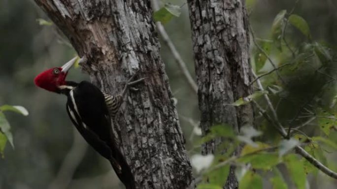 墨西哥尤卡坦州的苍白嘴啄木鸟