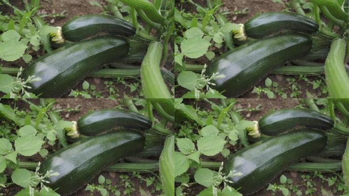 花园里的绿色西葫芦。在菜园里种西葫芦。有机农业。健康食品的概念。