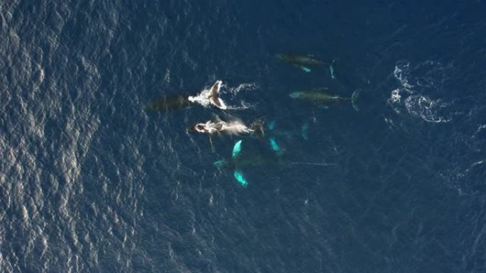 公海中的座头鲸 (Megaptera novaeangliae) 的荚-头顶，鸟瞰图