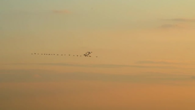 鸟雁迁徙以v形飞行，日落天空背景。野鹅在飞翔。