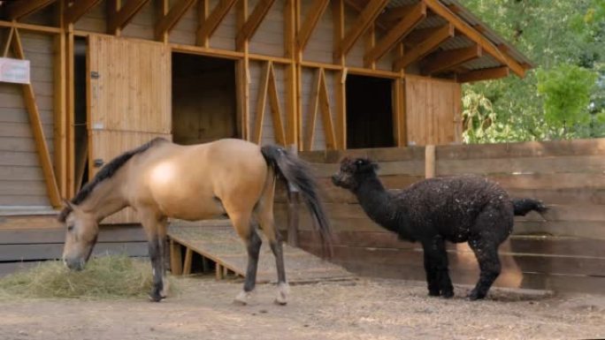 马在农场吃干草和羊驼便便的肖像: 慢动作