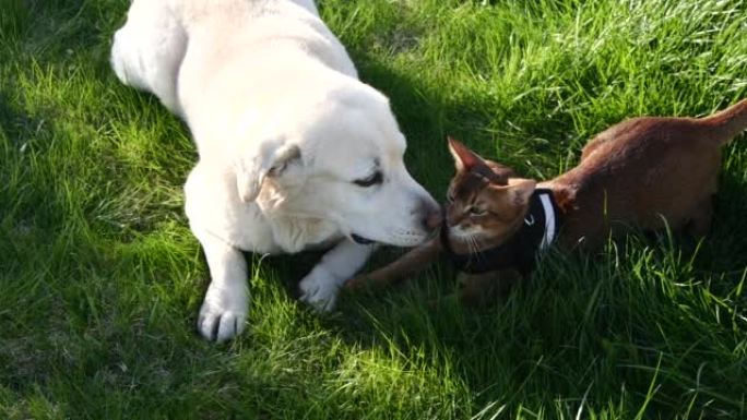 宠物朋友拉布拉多寻回犬和阿比西尼亚猫一起在绿草地上