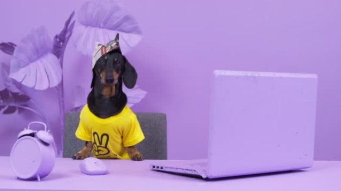 穿着亮黄色t恤和油漆帽子的腊肠狗坐在淡紫色房间的桌子上，惊讶地环顾四周。狗画家过度使用它，将整个内部