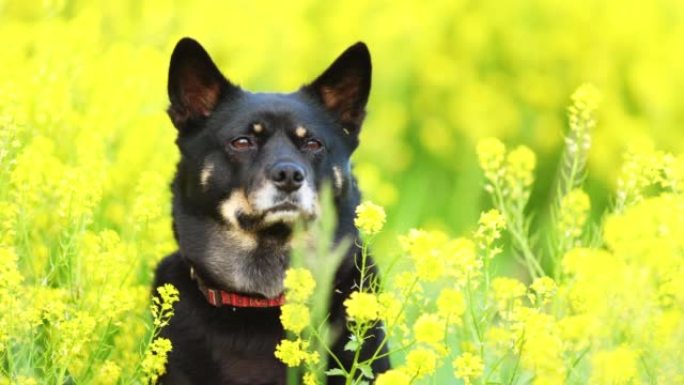 宠物狗被黄色的油菜花包围