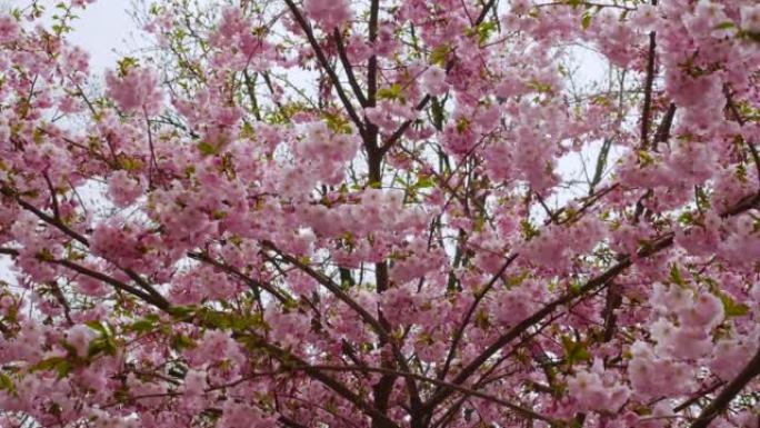 樱花叶在风中摇曳，樱花树盛开。美丽的粉红色花朵。樱花