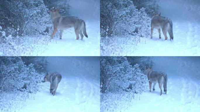 狼狗在小路上，冬天在户外下雪。
