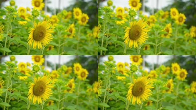 自然视频微距镜头特写向日葵晴好天气日